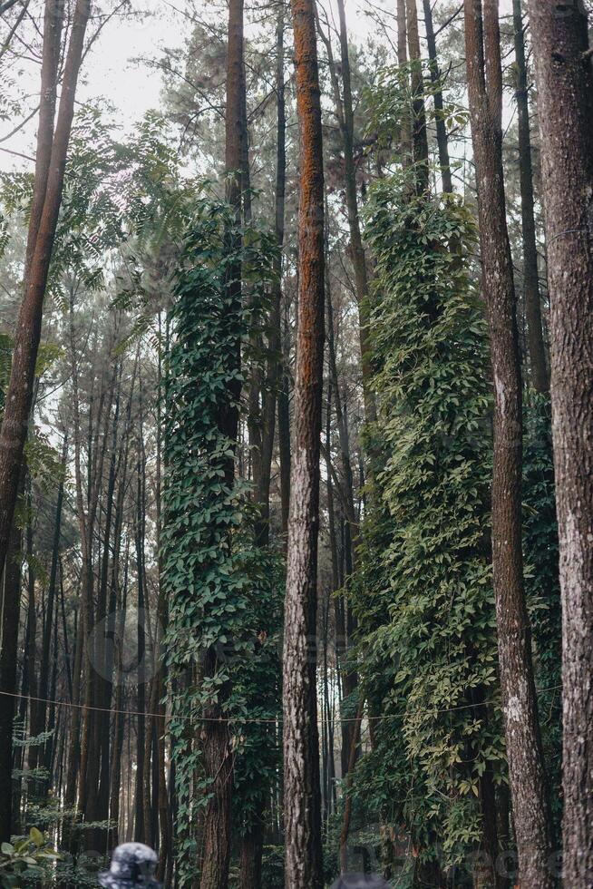 explorar sentul bogor espetacular cachoeiras e floresta trilhas. uma caminhada aventura com amigos dentro Gunung pancar. deslumbrante fotografia - Maravilhoso Indonésia foto