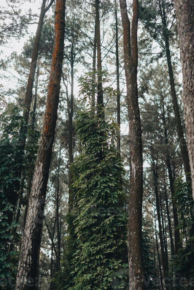 explorar sentul bogor espetacular cachoeiras e floresta trilhas. uma caminhada aventura com amigos dentro Gunung pancar. deslumbrante fotografia - Maravilhoso Indonésia foto