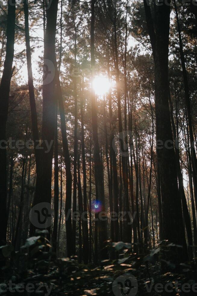 explorar sentul bogor espetacular cachoeiras e floresta trilhas. uma caminhada aventura com amigos dentro Gunung pancar. deslumbrante fotografia - Maravilhoso Indonésia foto