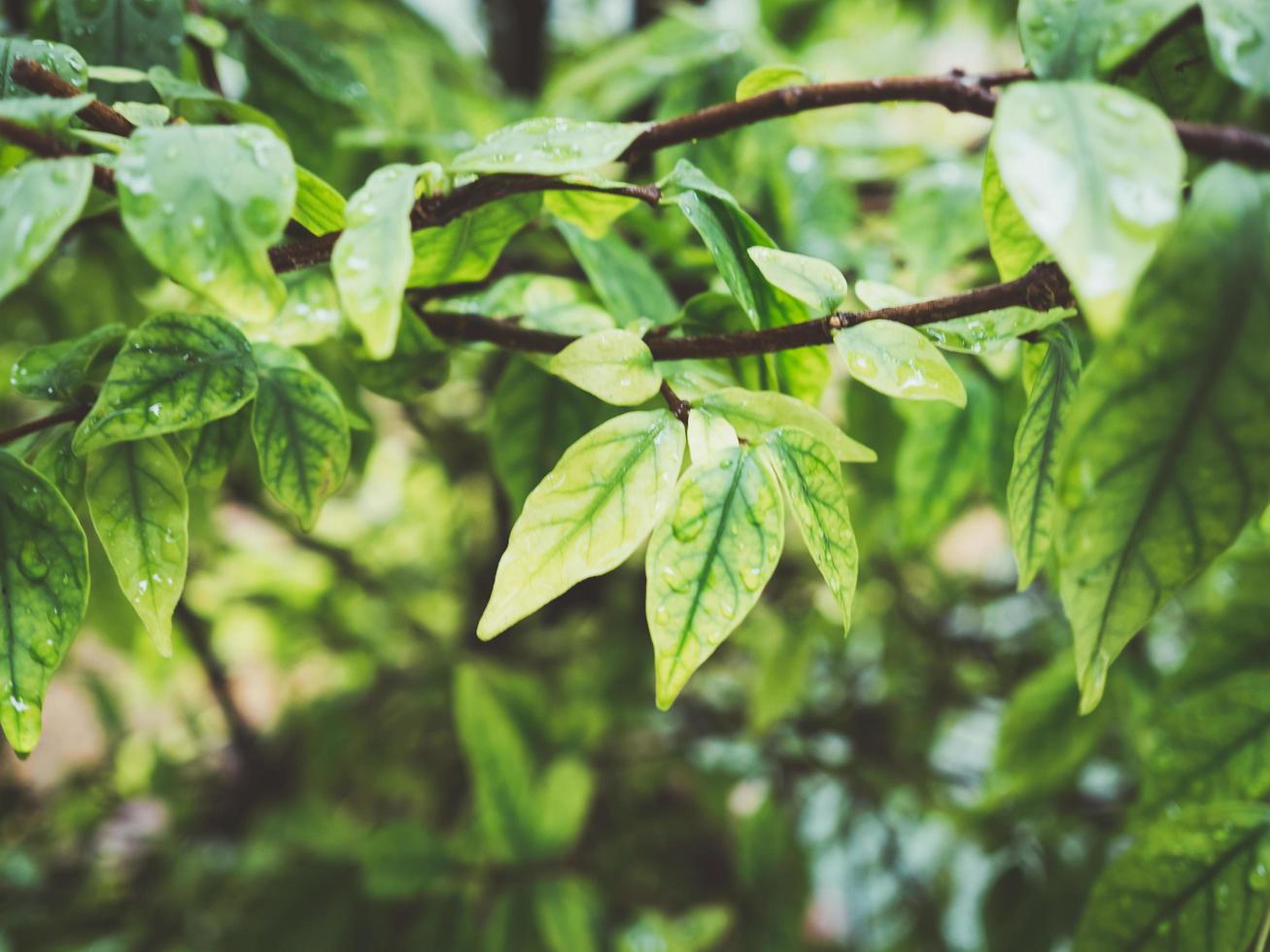 arbusto de folhas verdes com gotas de água. foto