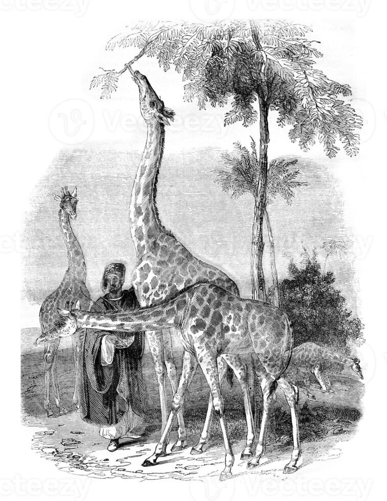 girafas chegado dentro Londres dentro 1836, vintage gravação. foto