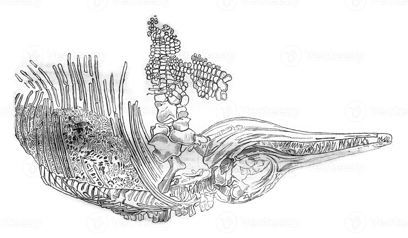 esqueleto do a ictiossauro, vintage gravação. foto