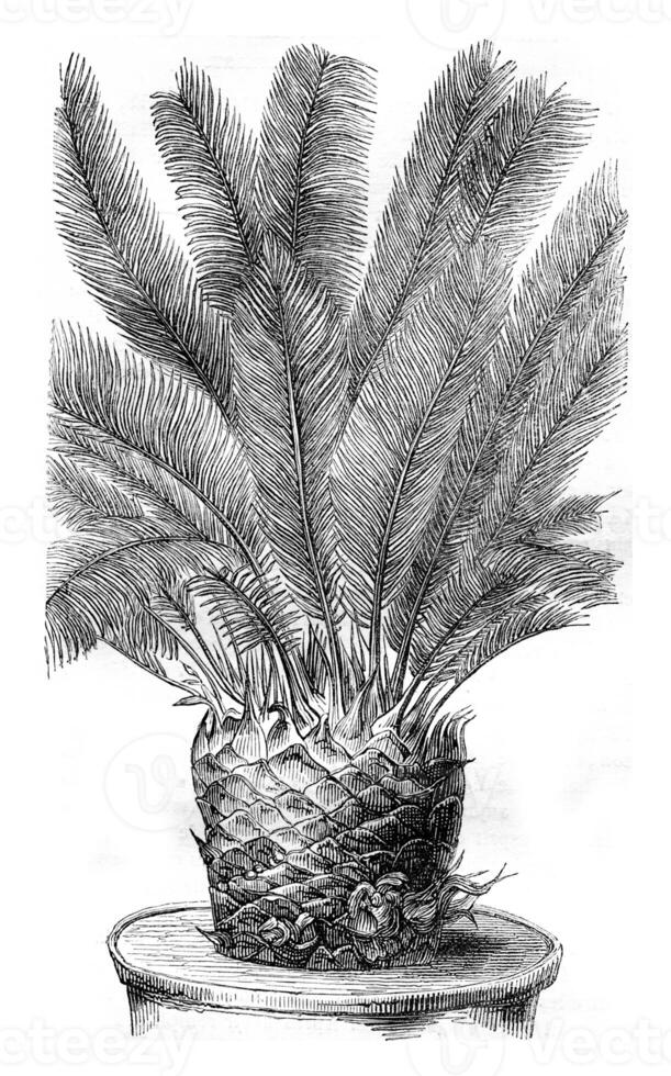 cycas revolução, com brotos entre a folha axilas, vintage gravação. foto