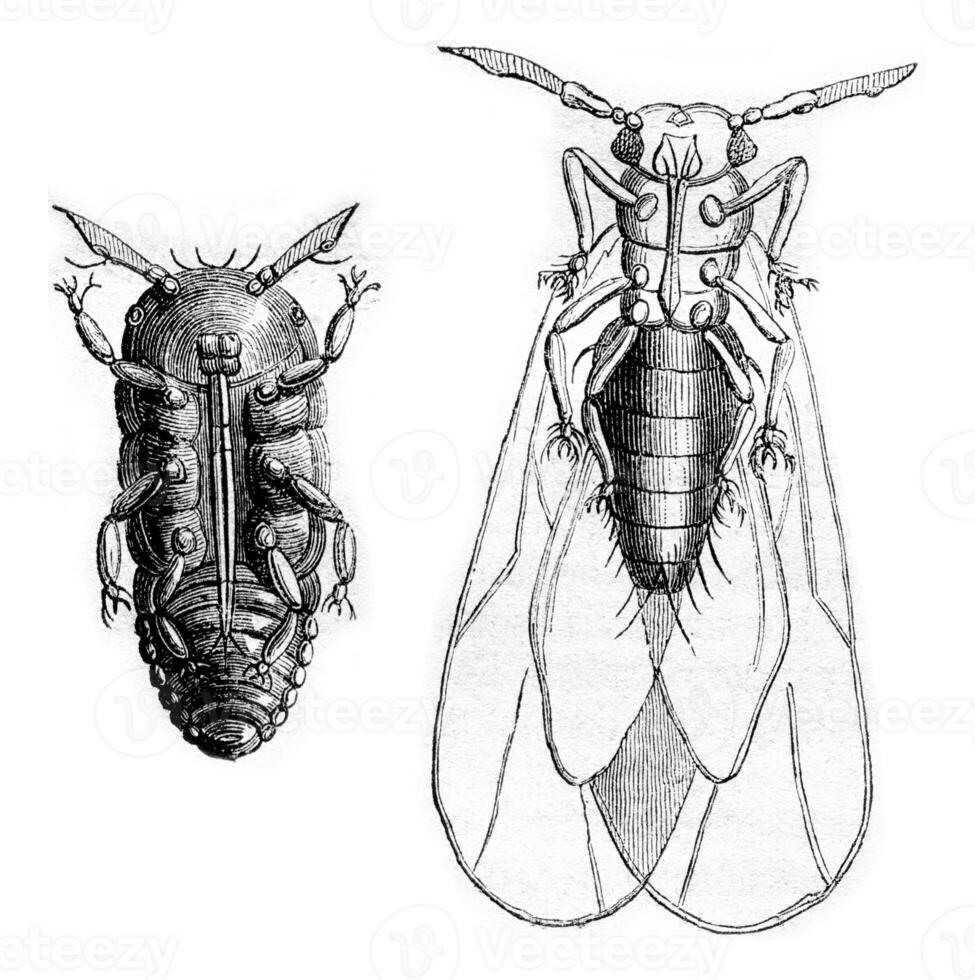 filoxera vastatrix sem asas, filoxera vastatrix asa, vintage gravação. foto