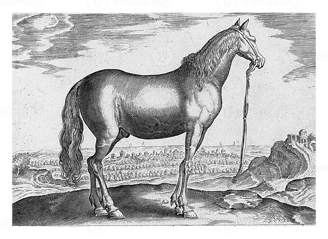 cavalo a partir de Tessália, vintage ilustração. foto