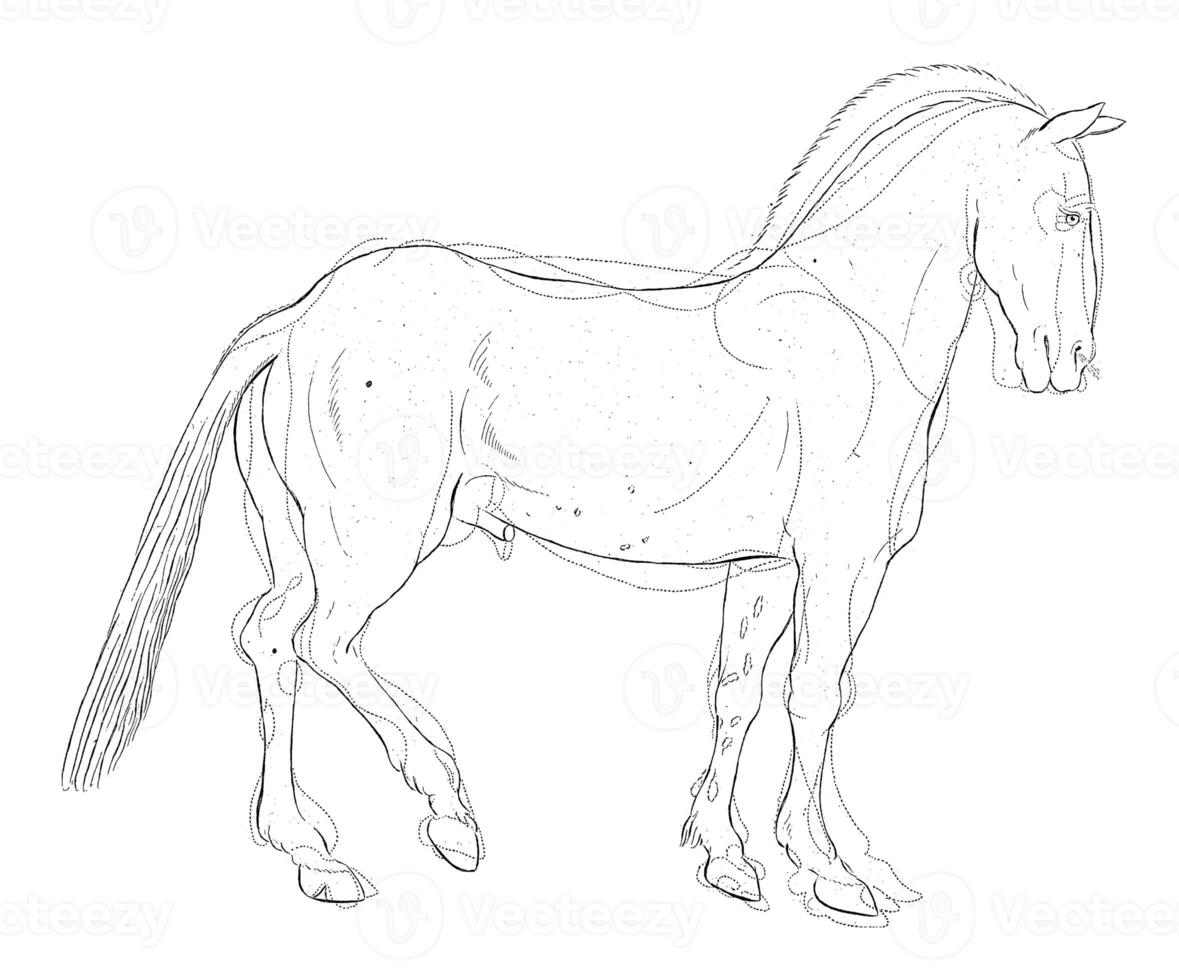 anatomia do uma cavalo com possível defeitos dentro físico, johannes le francq furgão berkhey, 1739-1812 foto