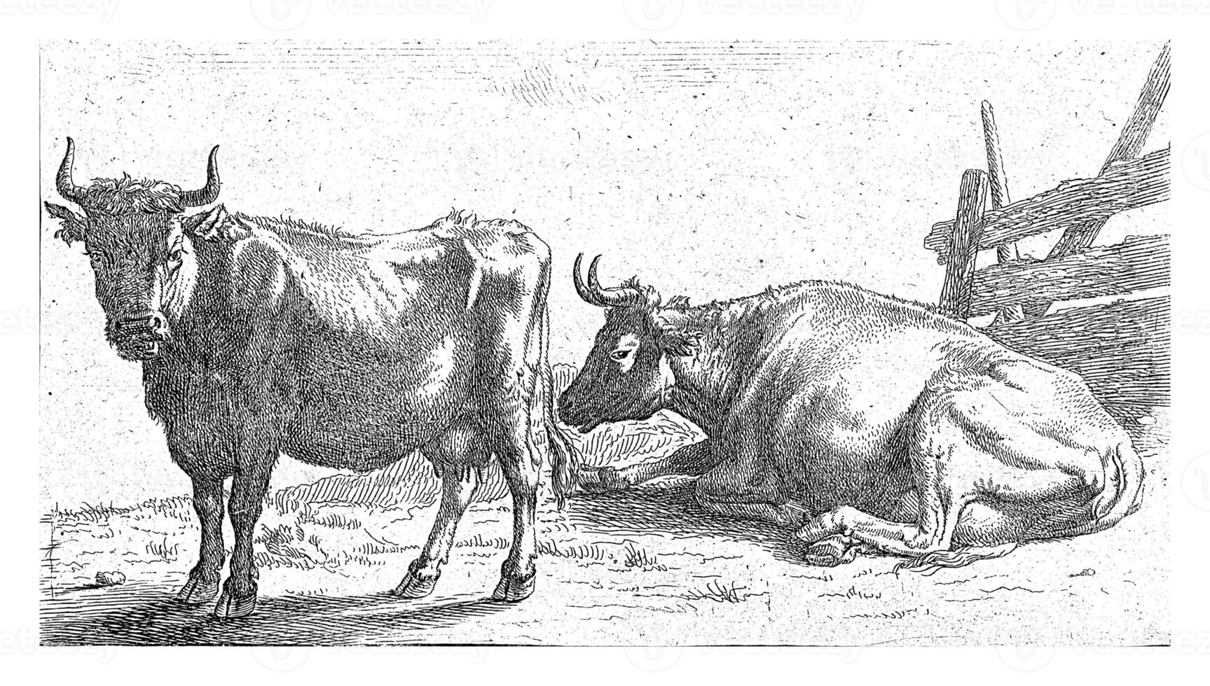 uma em pé e uma reclinável vaca, Paulus oleiro, 1635 - 1704 foto