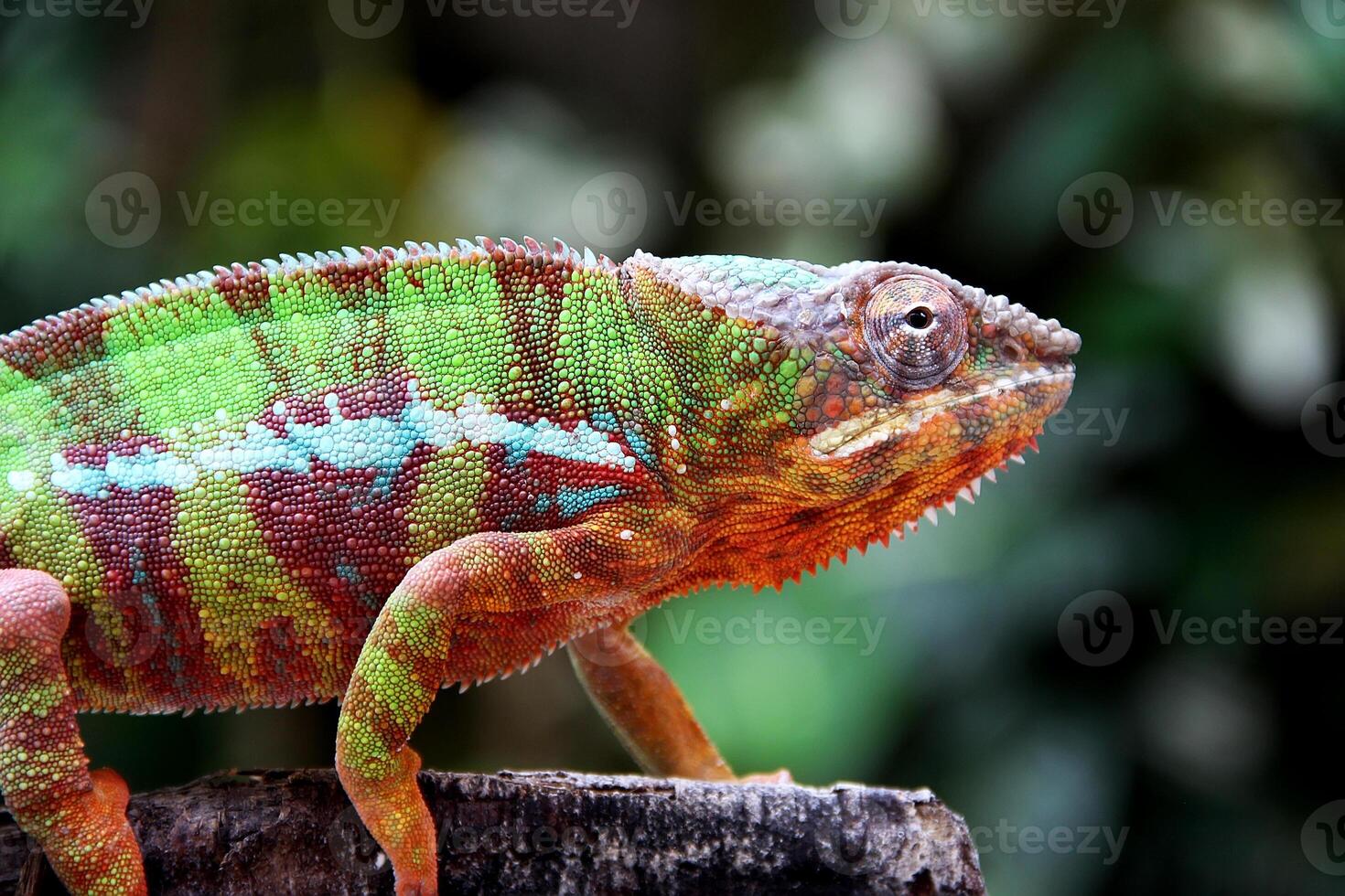 lindo criatura ambilobe pantera camaleão foto