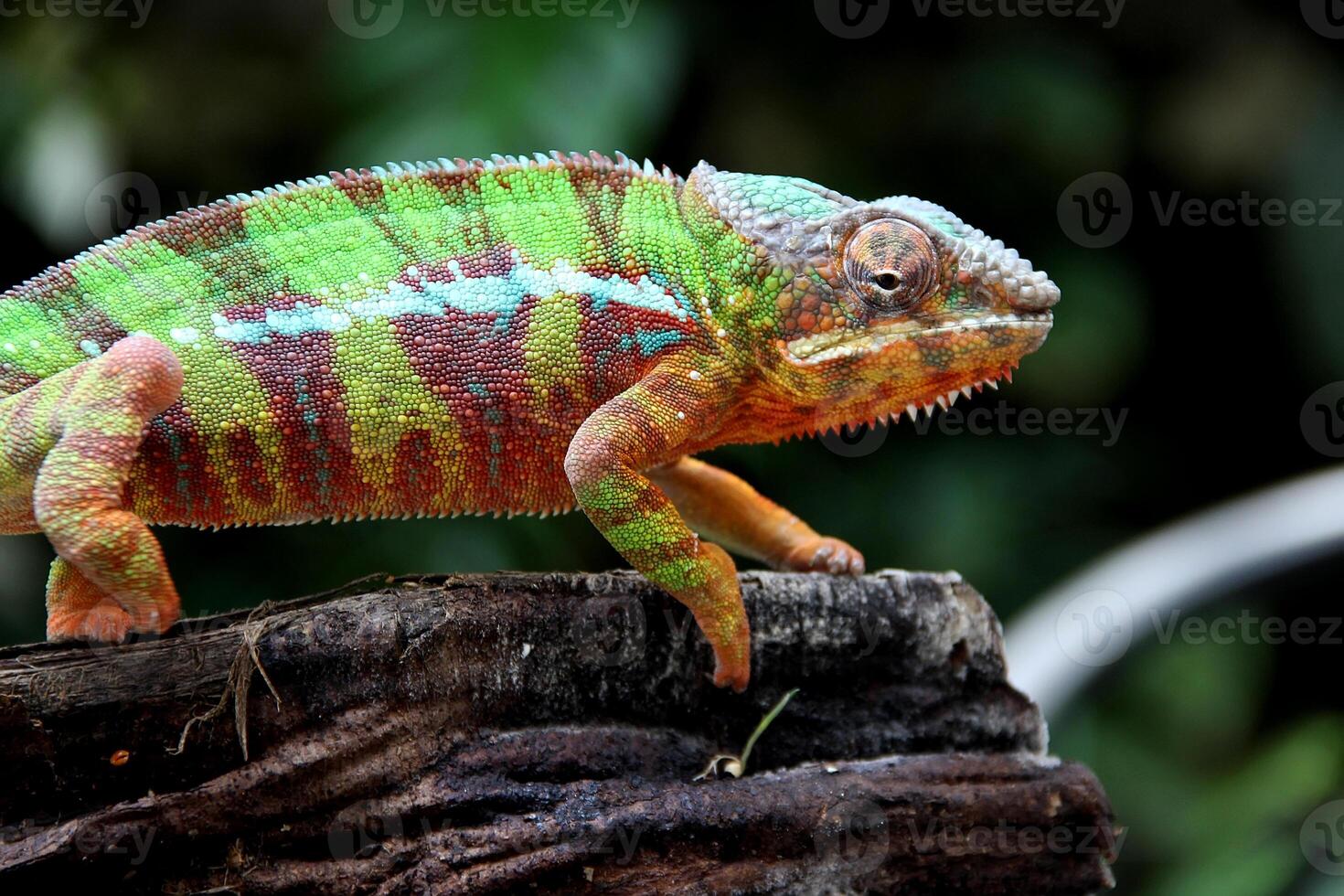 lindo criatura ambilobe pantera camaleão foto