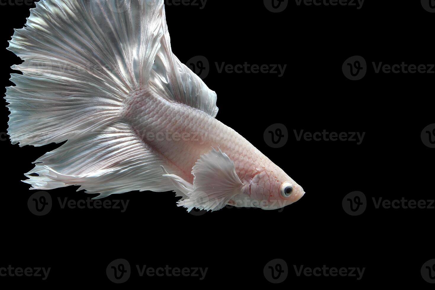 platina meia-lua Dumbo orelha betta peixe em Preto fundo foto