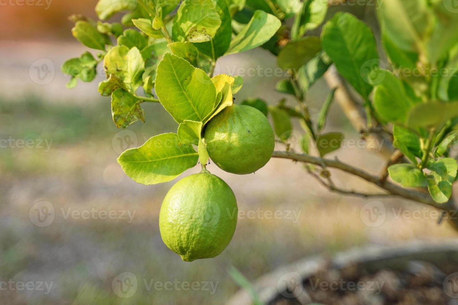 verde limão em a árvore. limão é uma fruta dentro a citrino família. a fruta é volta e oval. a jovem fruta é verde. quando cozinhou isto vai estar amarelo. a fruta carne é suculento e azedo gosto. foto