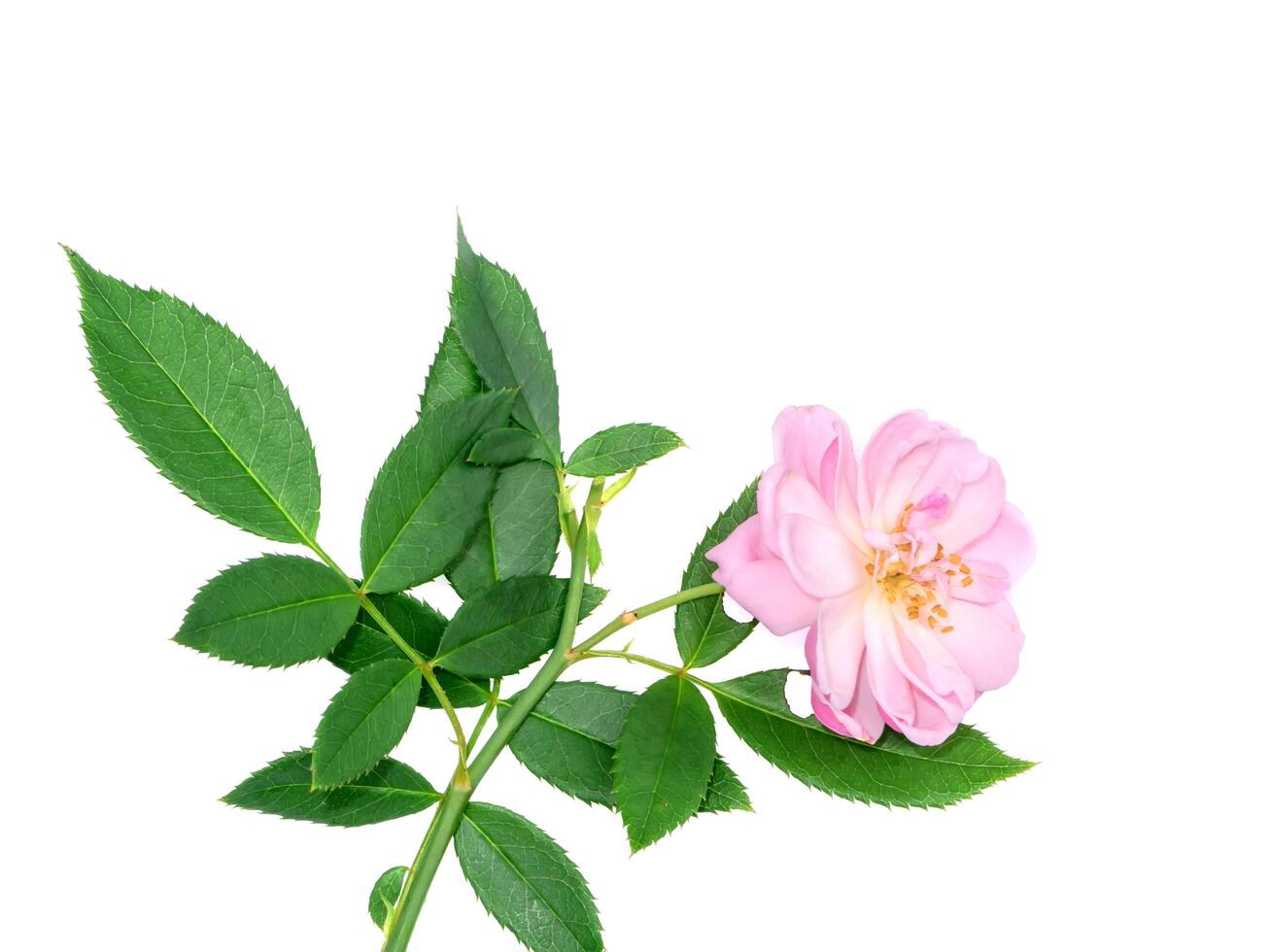Rosa do damasco rosa flor. foto