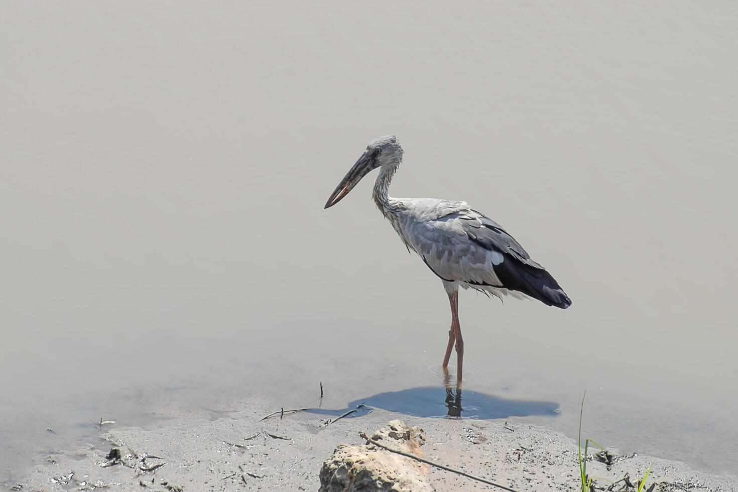 ásia openbill pássaro. foto