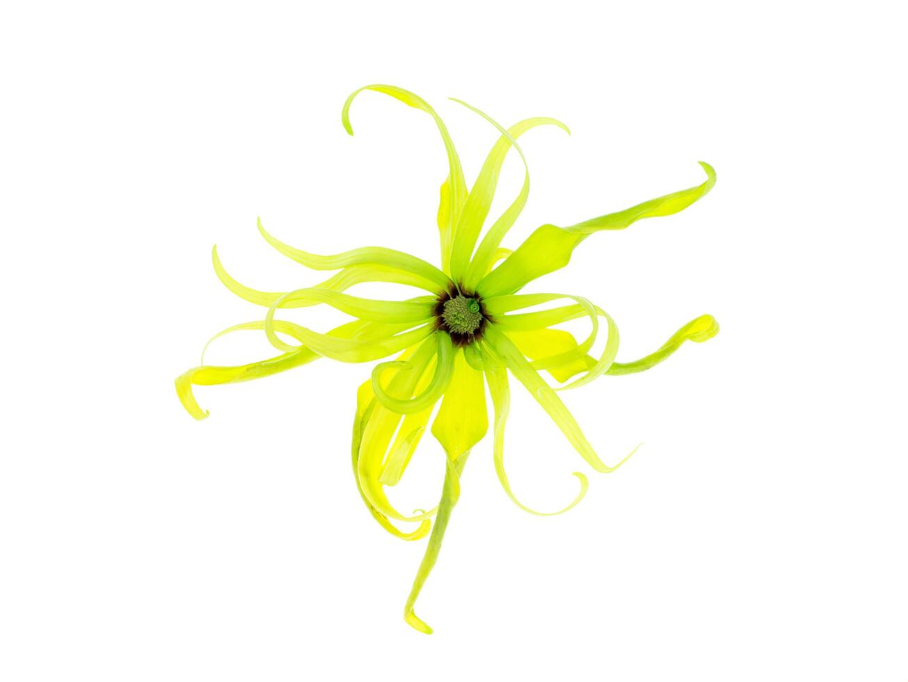 fechar acima do anão ylang-ylang flor. foto