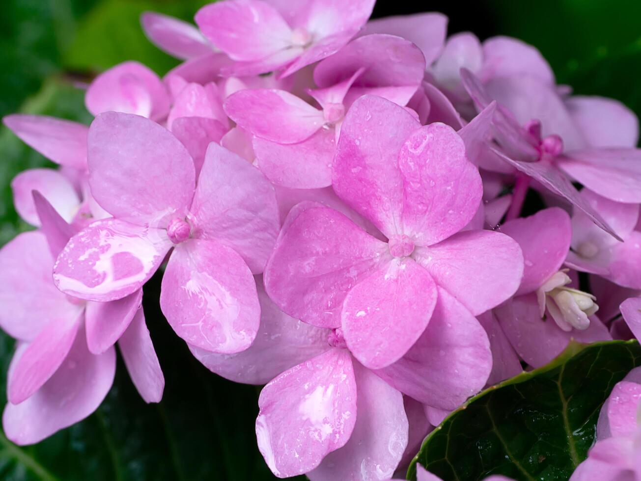 fechar acima hortênsia flor. foto