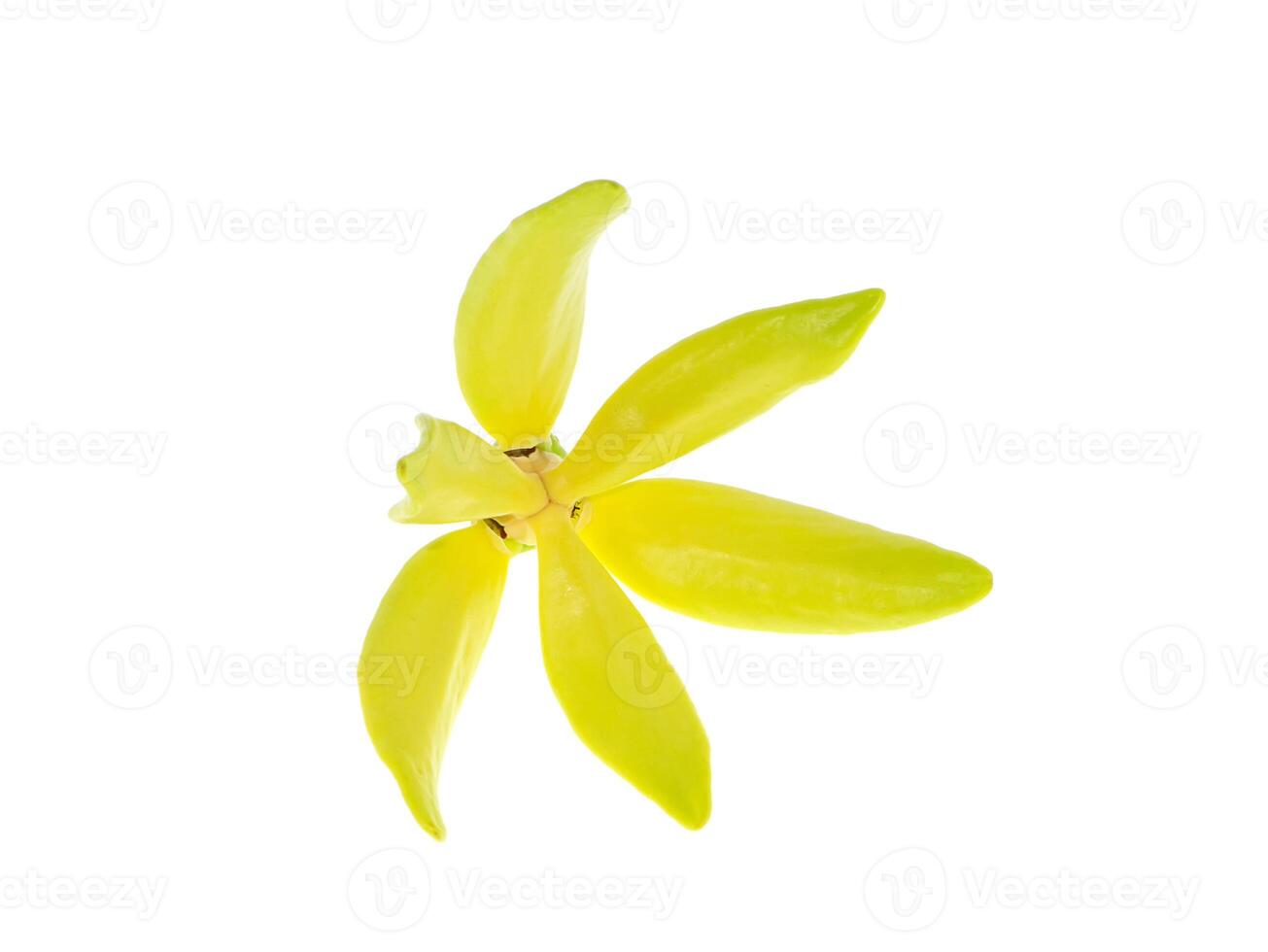 perfumado flores do escalada ylang-ylang foto