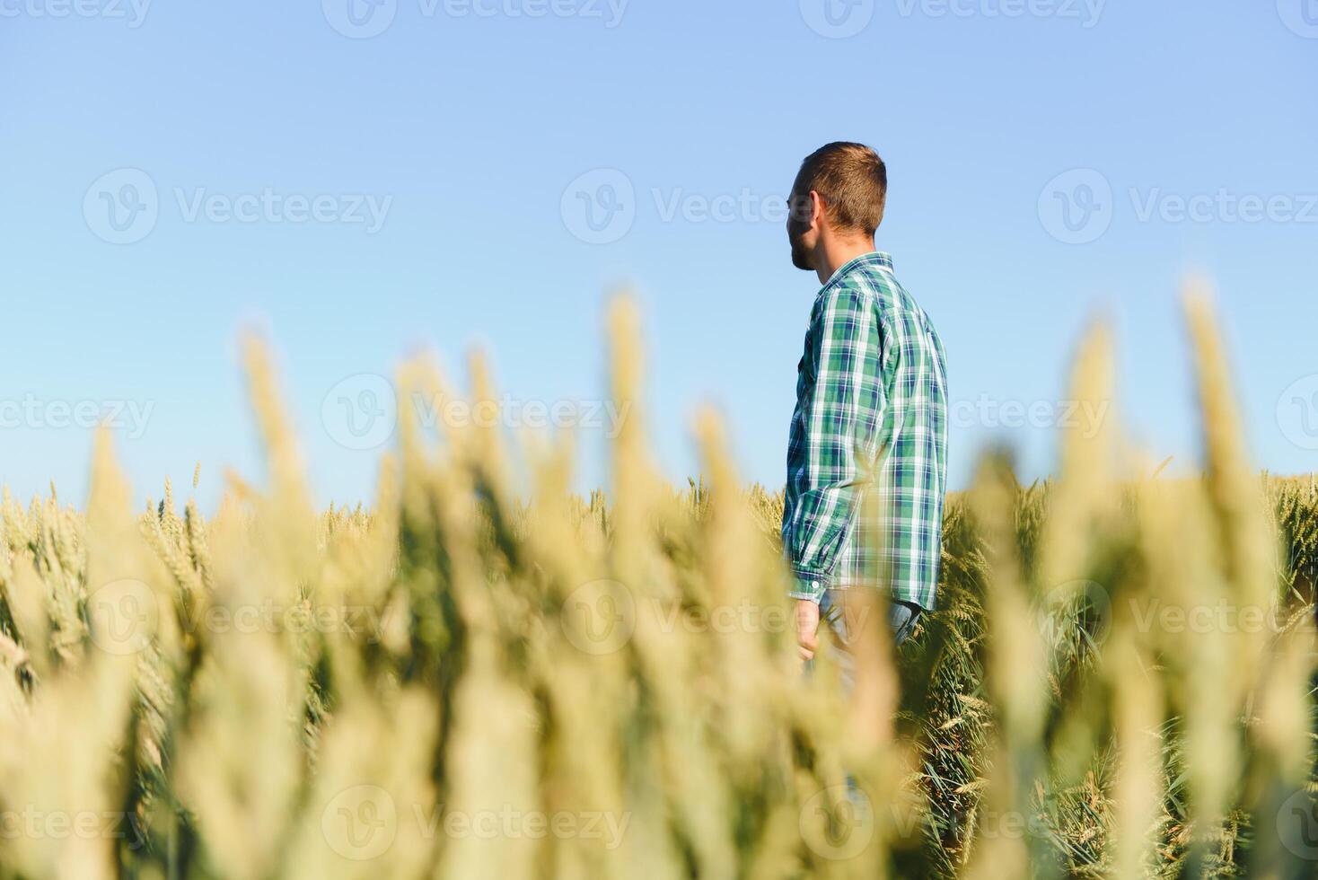 feliz maduro técnico verificação a crescimento do a trigo para uma qualidade ao controle dentro uma cereal campo dentro verão foto