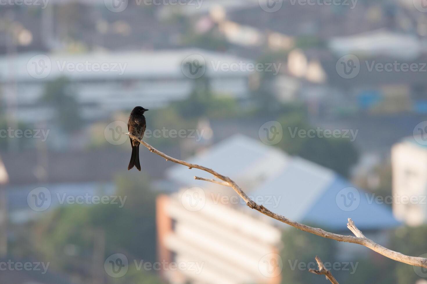 pássaro com flor alegre fundo foto