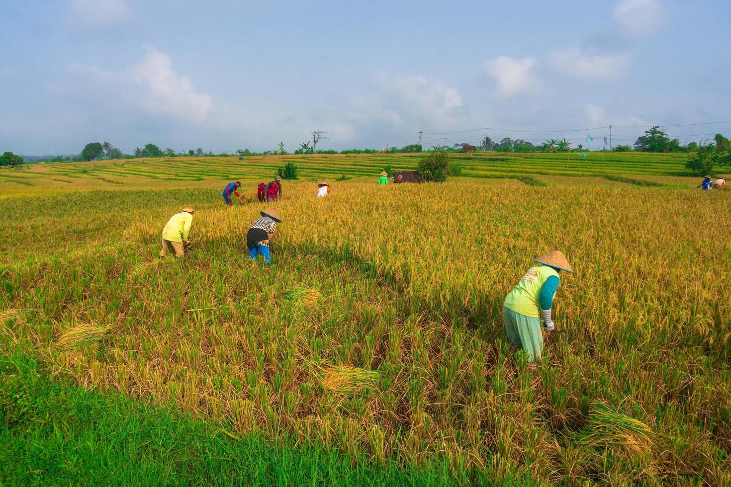 a beleza do a nebuloso manhã panorama com nascer do sol e arroz Campos dentro bengkulu foto