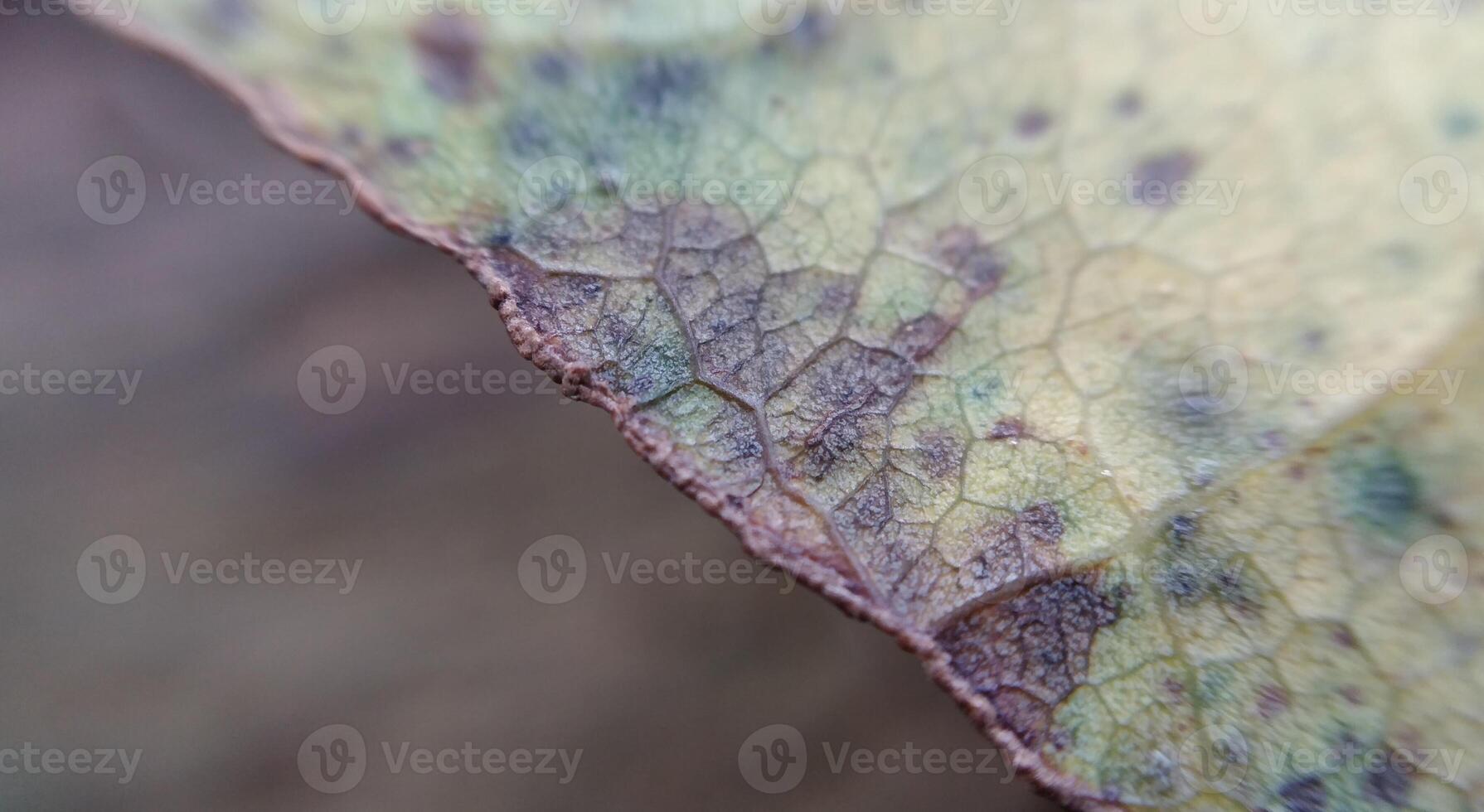 fechar acima do seco folha textura dentro outono temporada. macro tomada. foto