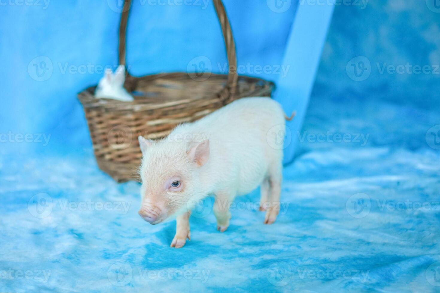 fofa engraçado porquinho. uma mini porco. foto