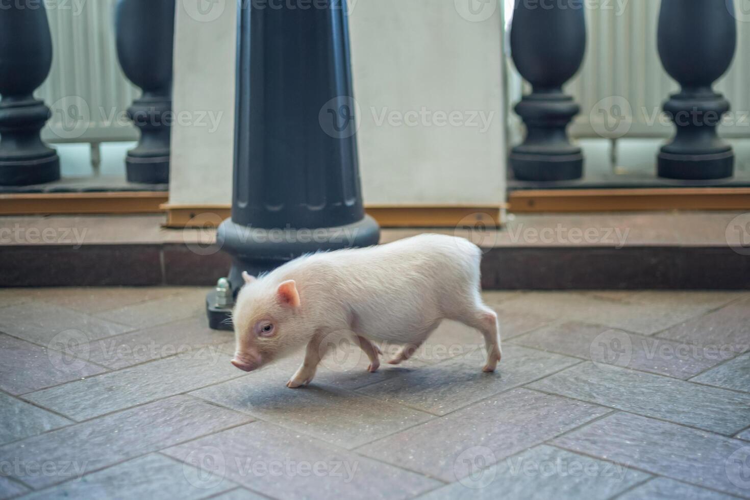 fofa engraçado porquinho. uma mini porco. foto