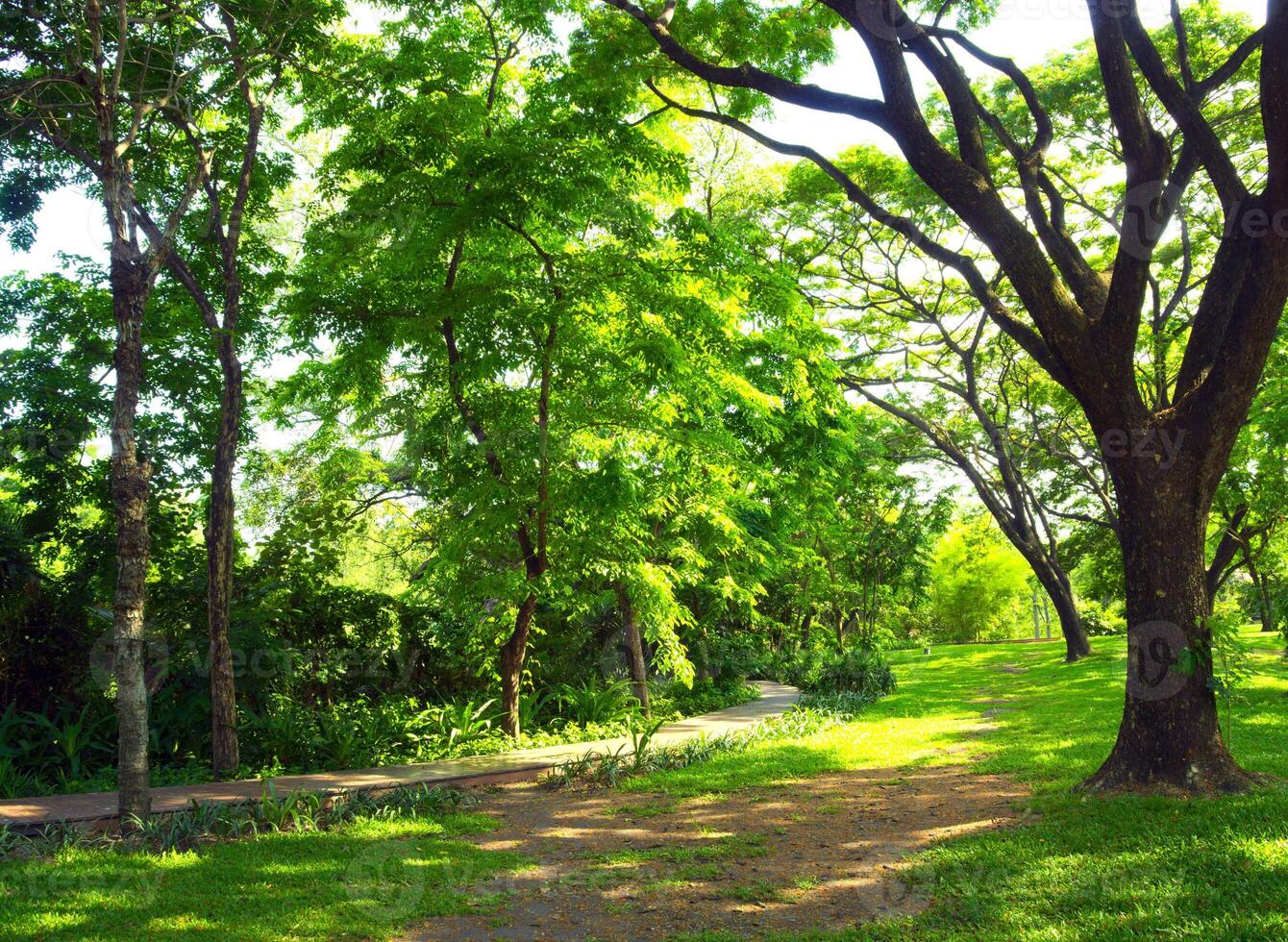 a passarela dentro a parque debaixo a sombra do grande árvore foto