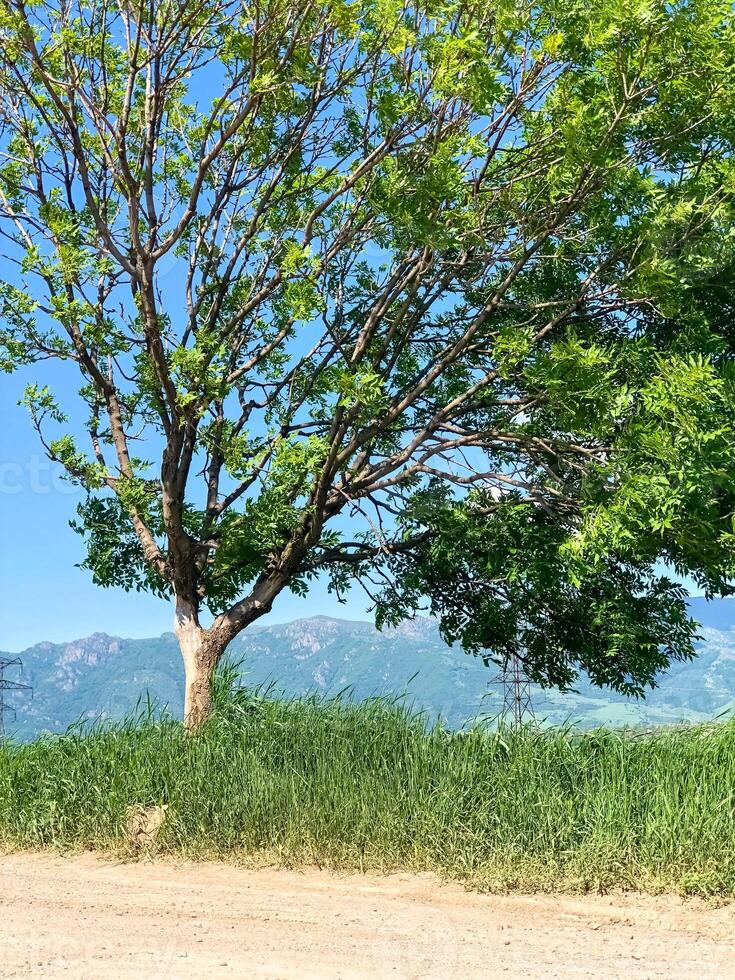 verão cenário, natureza dentro verão foto