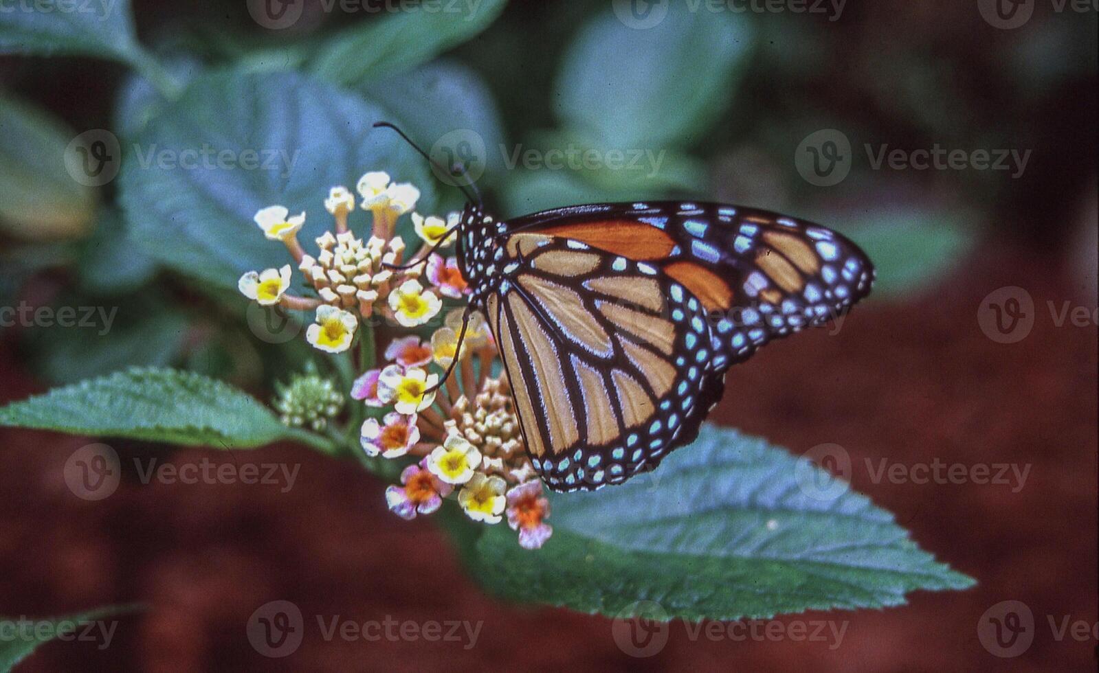 uma monarca borboleta em uma lantana flor foto