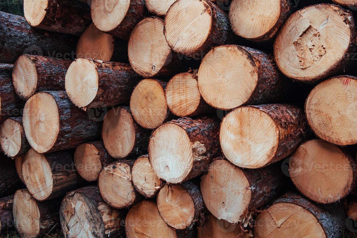 pronto para a indústria. close-up vista da frente de muitos logs. fundo da natureza foto