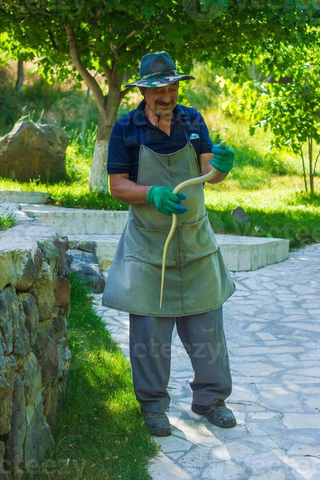 agricultor segurando uma verde cobra, trabalhador segurando uma verde serpente foto