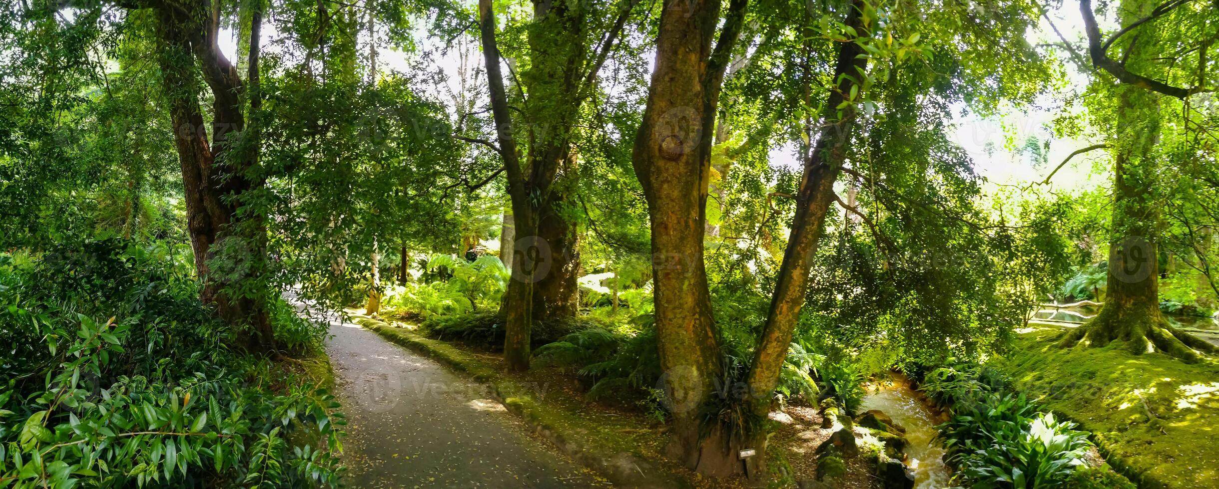 terra nostra parque dentro a Açores é uma ampla botânico jardim com uma enorme variedade do plantas e árvores e com lagos, córregos e uma piscina do vulcânico origem foto