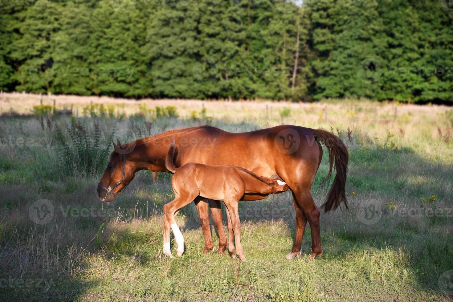 mãe cavalo com uma pequeno potro ficar de pé dentro a raios do a brilhante Sol em a gramado foto