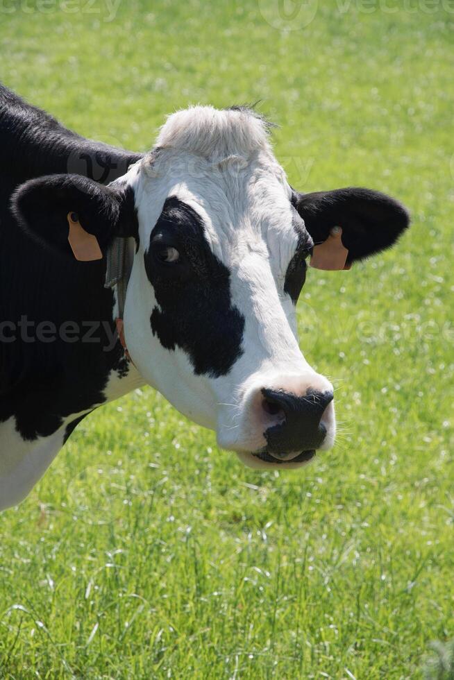 Preto e branco vacas pastar dentro uma Prado em uma ensolarado verão dia, comer verde Relva foto