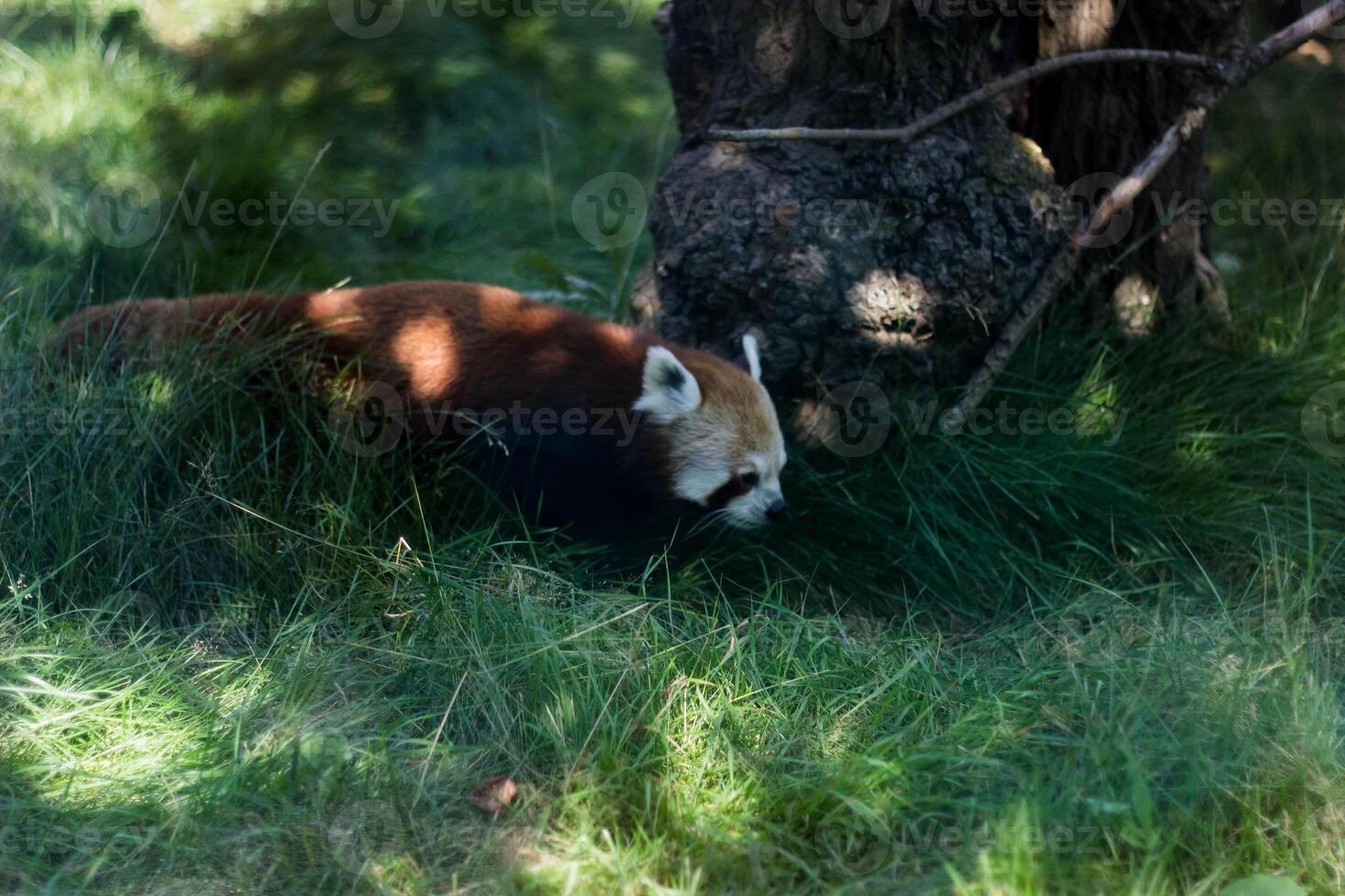 vermelho panda Ailurus Fulgens dentro uma parque foto