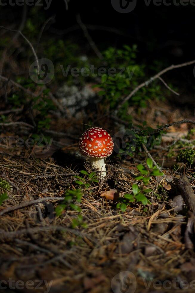 mosca agárico amanita muscaria dentro a floresta foto