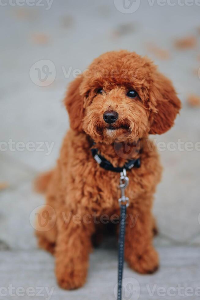 fofa Castanho poodle cachorro sentado em uma trela dentro a parque foto