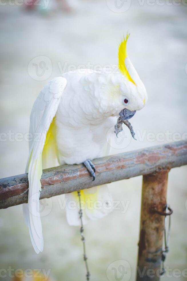 cacatua dentro a parque, tailândia. cacatua galerita foto