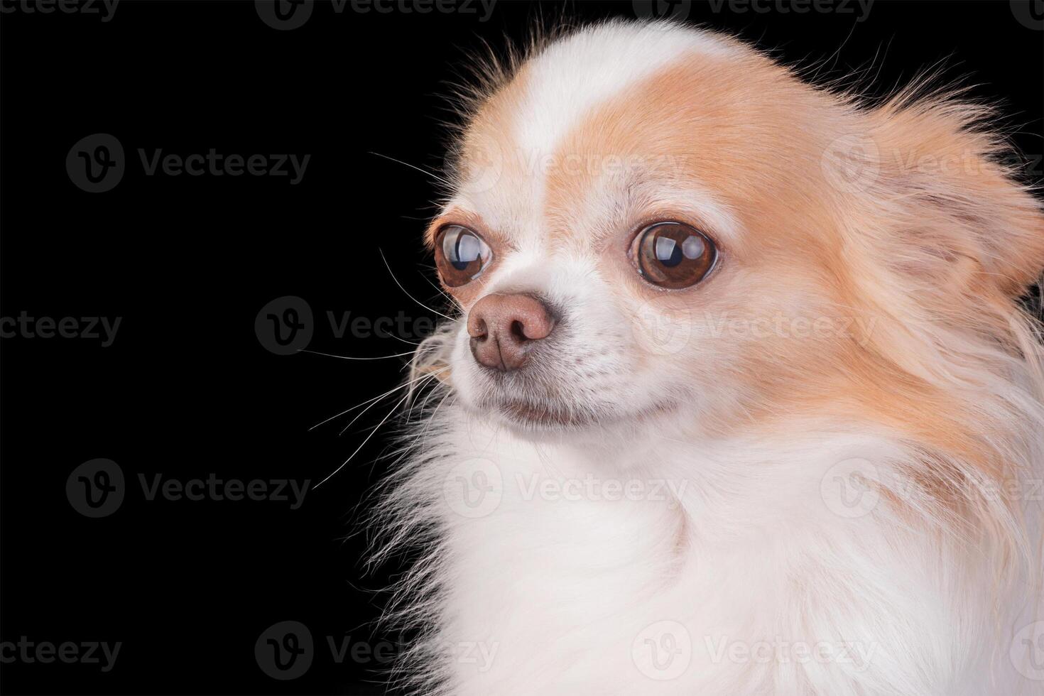 chihuahua cachorro dentro estúdio em Preto fundo. branco e vermelho puro-sangue adulto cachorro. foto