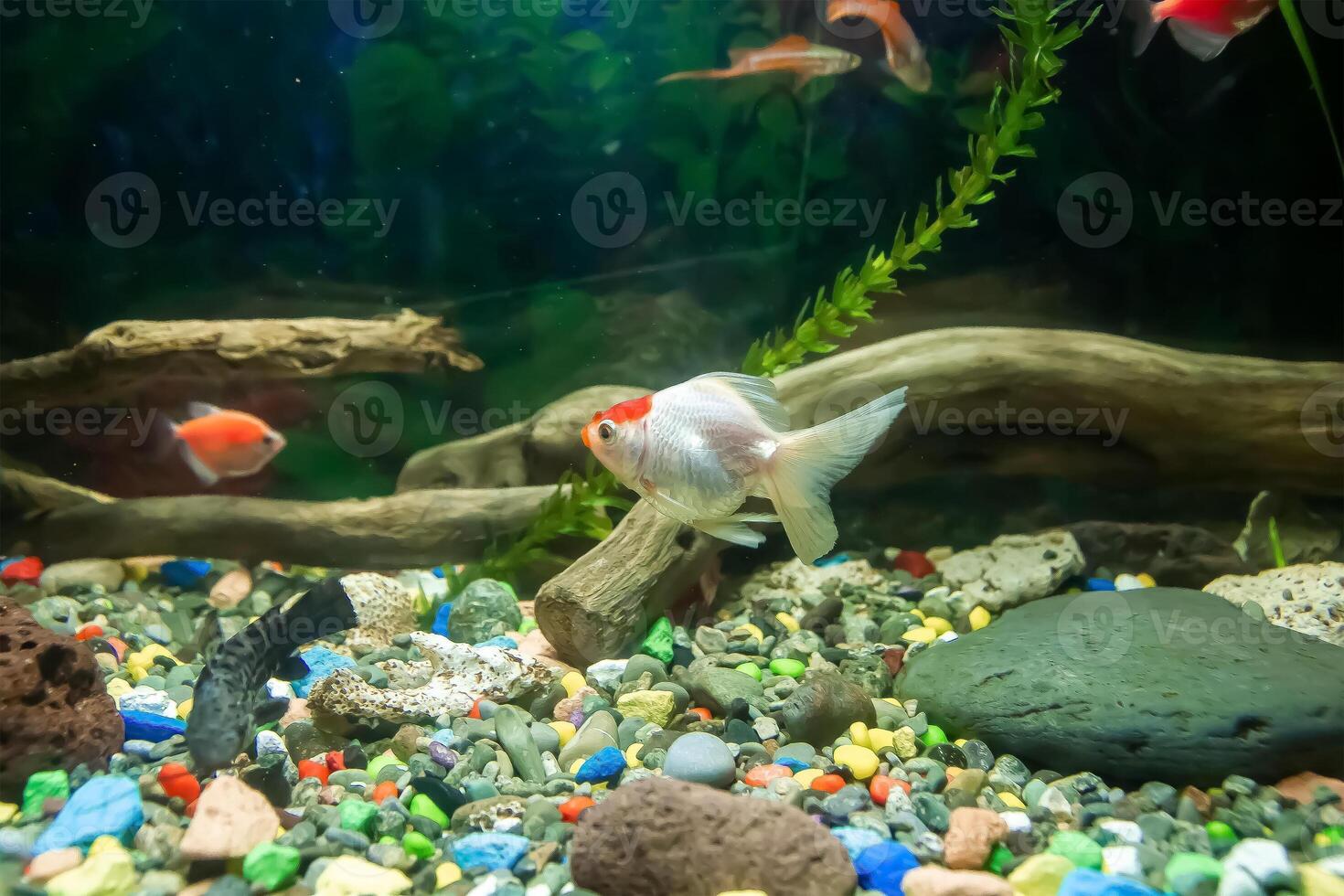 peixe dentro aquário, aquário com peixe, peixe natação dentro aquário foto