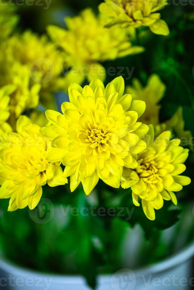 amarelo flores dentro branco vaso foto