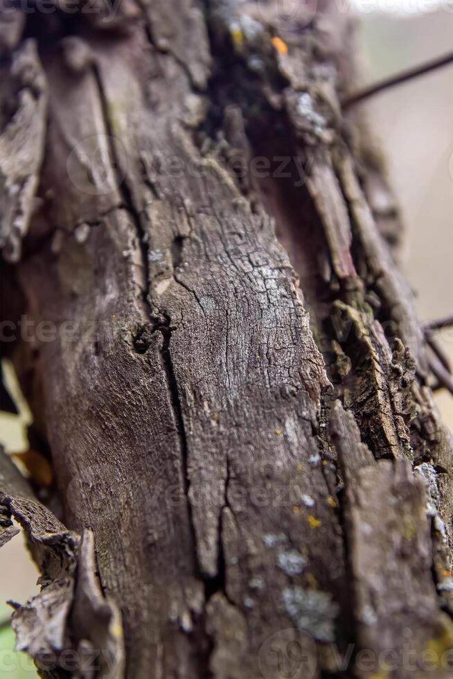 fechar acima do uma latido, fechar acima do uma porta-malas, latido do uma árvore foto