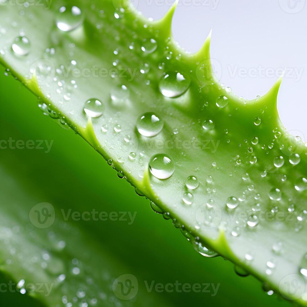 ai gerado aloés vera flor com água gotas em branco fundos foto