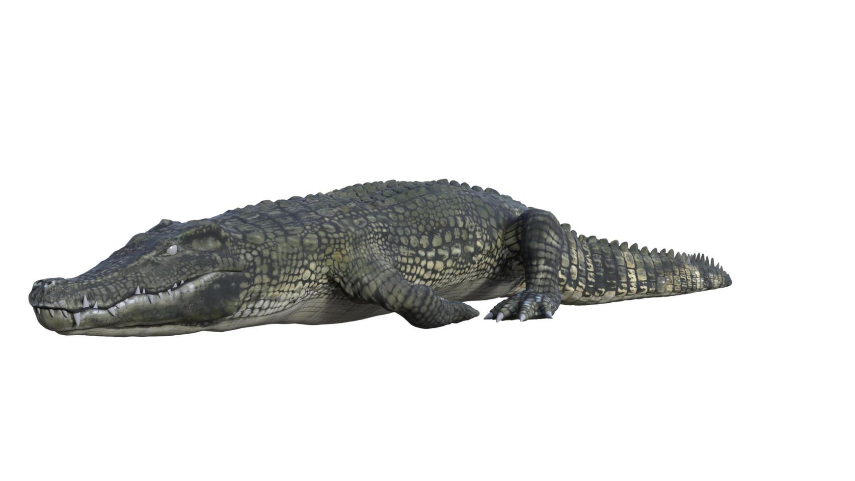 3d Renderização do uma crocodilo em uma branco fundo foto