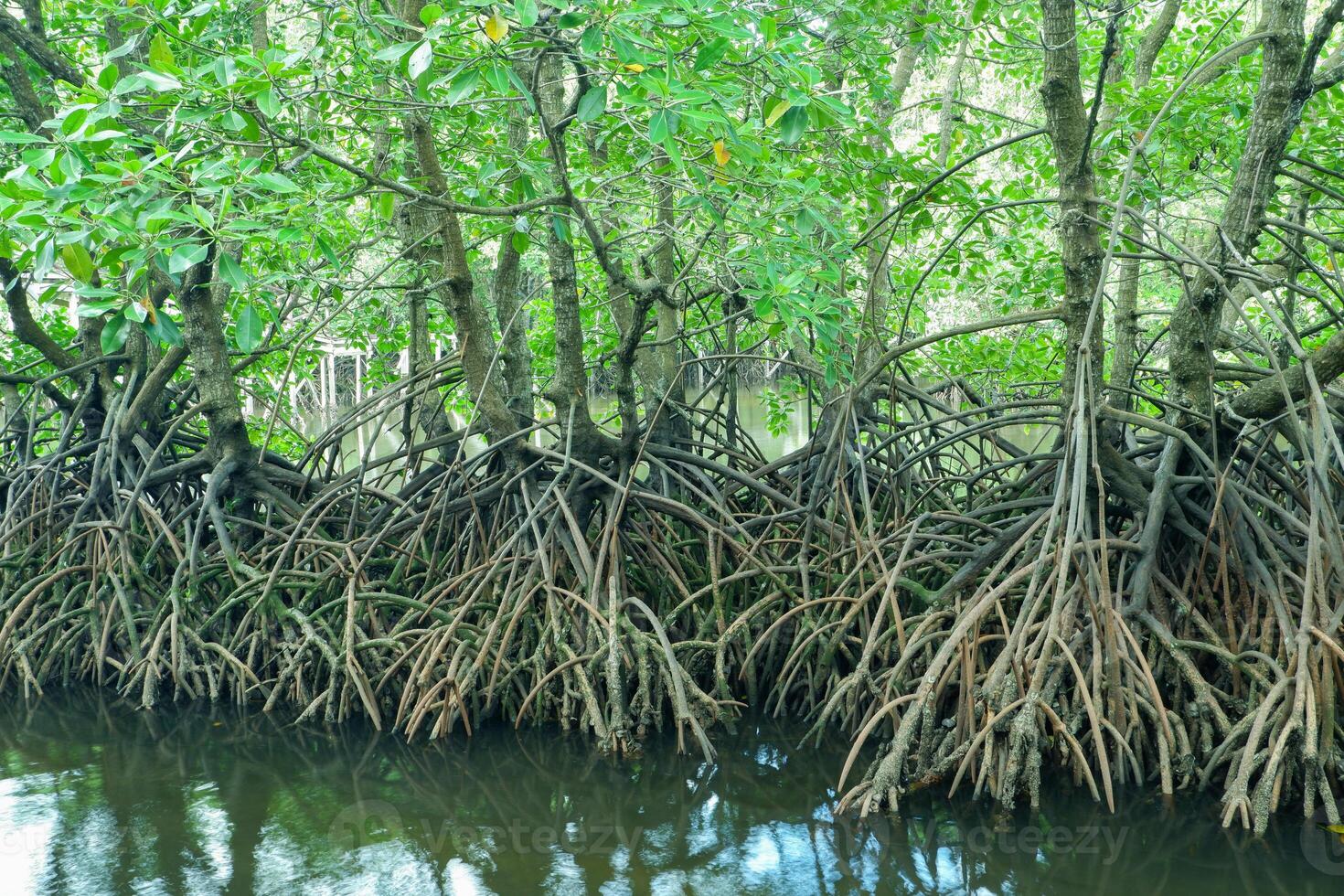 mangue árvore raízes este crescer acima mar água. manguezais função Como plantas este estão capaz para suportar mar água correntes este erodir costeiro terra foto