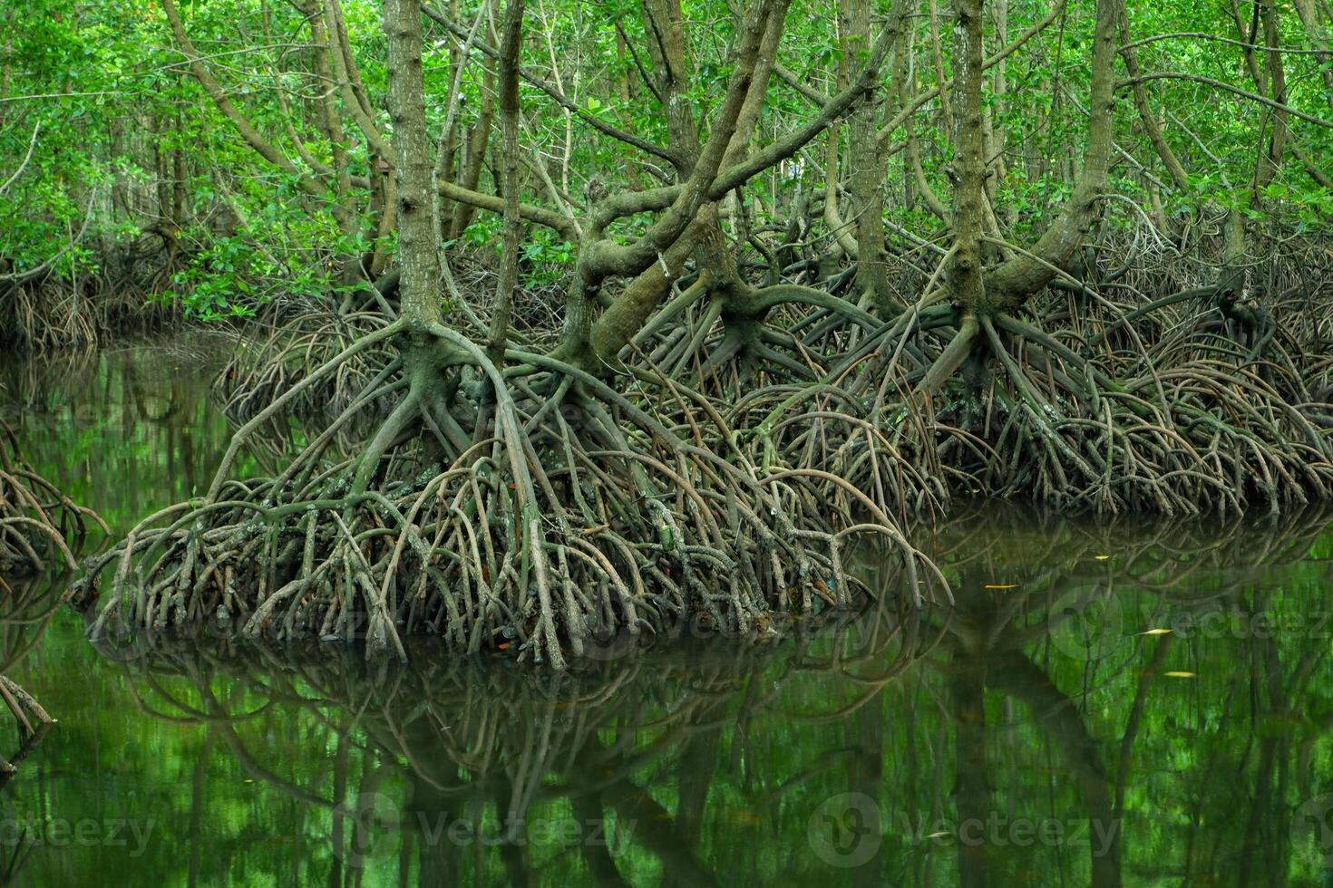 mangue árvore raízes este crescer acima mar água. manguezais função Como plantas este estão capaz para suportar mar água correntes este erodir costeiro terra foto