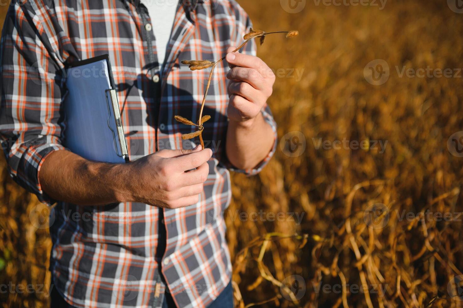 agrônomo inspecionando soja feijão cultivo crescendo dentro a Fazenda campo. agricultura Produção conceito. jovem agrônomo examina soja colheita em campo dentro verão. agricultor em soja campo foto