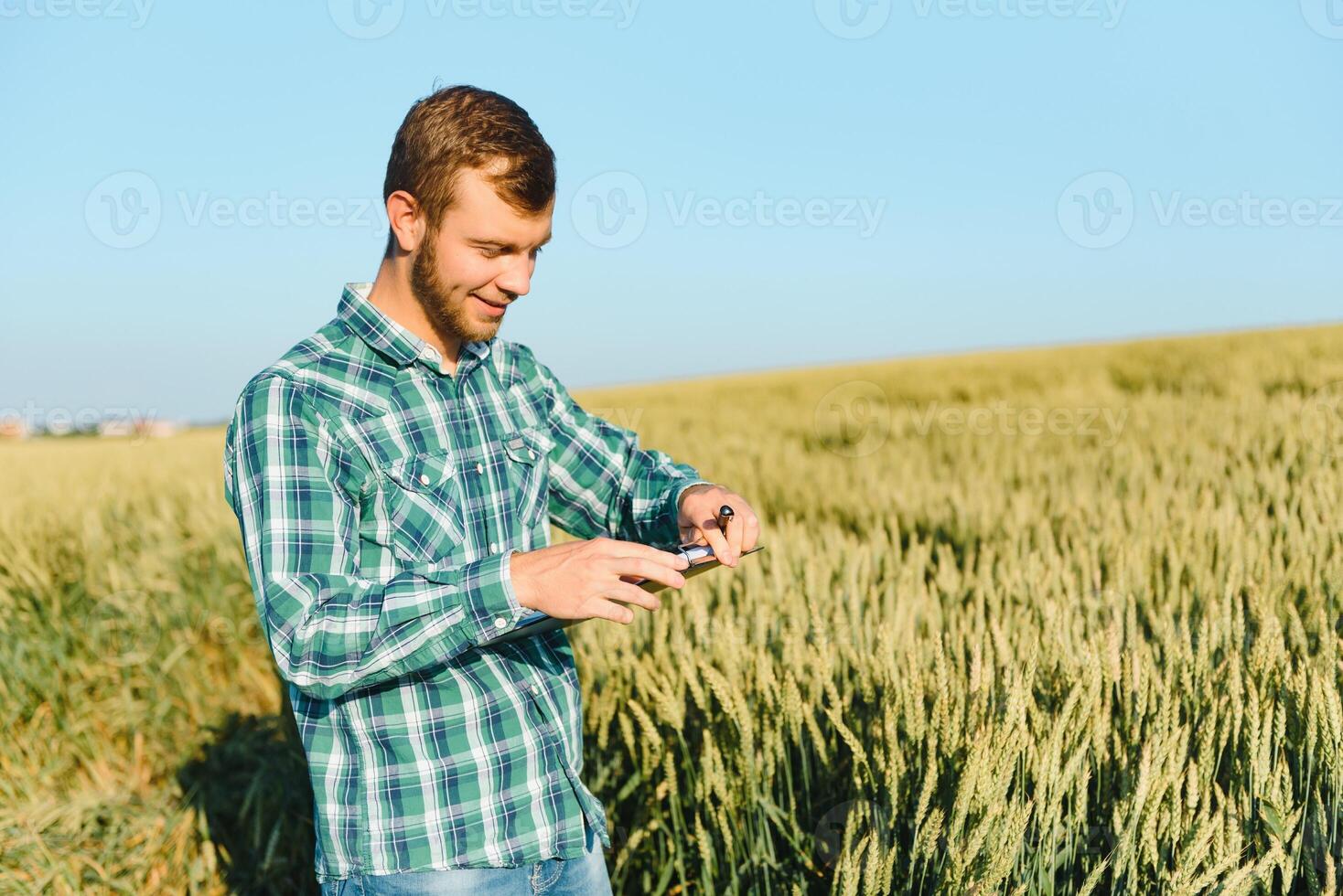 agricultor verificação trigo campo progresso, segurando tábua usando Internet. foto