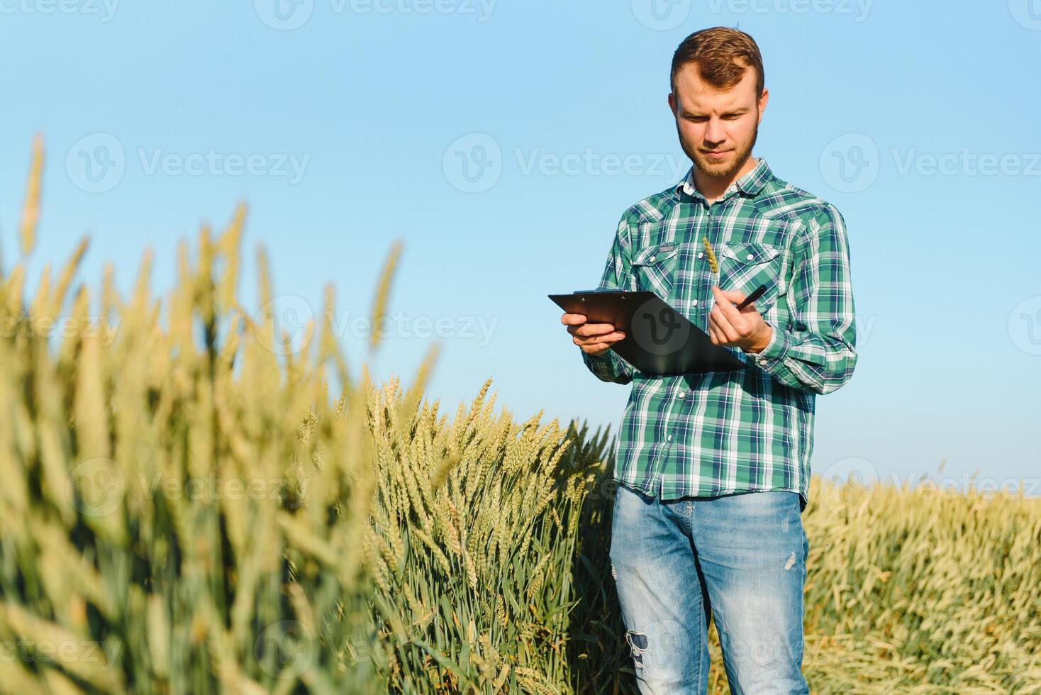 agricultor verificação trigo campo progresso, segurando tábua usando Internet. foto