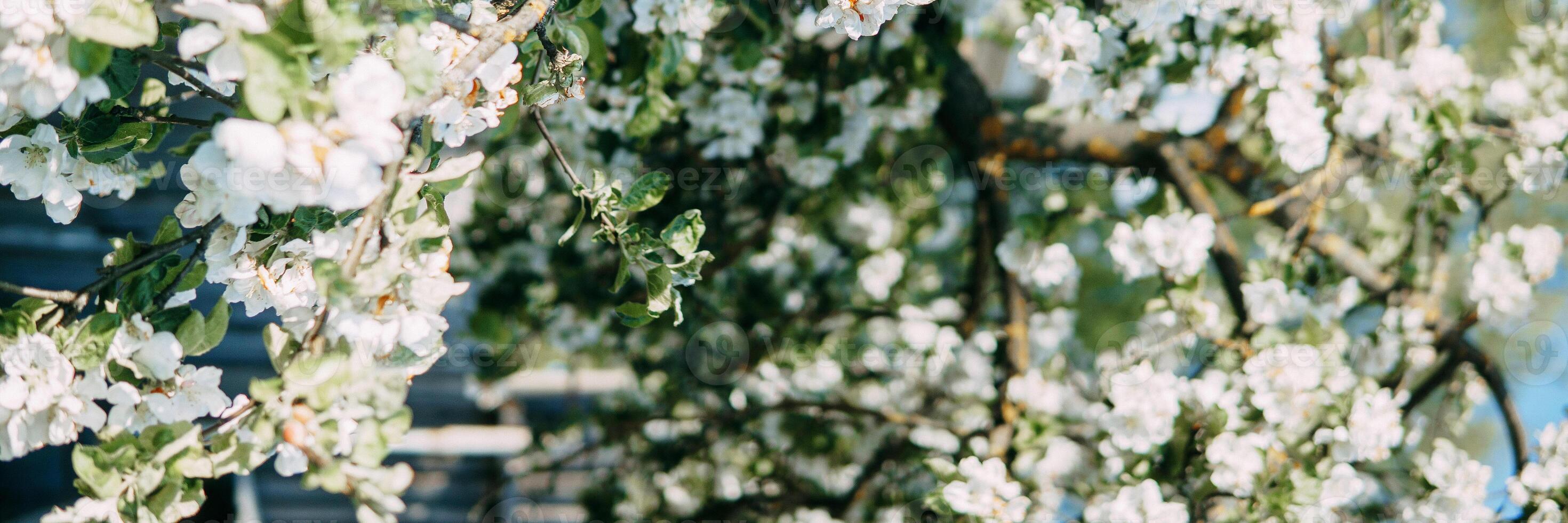 florescendo maçã árvore galhos com branco flores fechar-se. foto